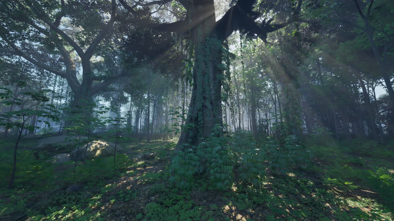 rayos de sol en un exuberante bosque de la selva