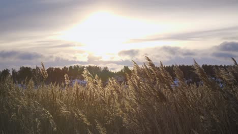 Paisaje-De-Invierno-Con-Caña-Y-Sol