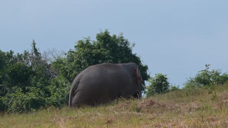 Impone-Enormemente-Su-Tamaño-En-Esta-Cresta-Montañosa-A-Medida-Que-Sube-Y-Se-Alimenta-Allí,-Elefante-Indio-Elephas-Maximus-Indicus,-Tailandia