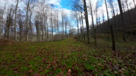 FPV-drone-footage-in-a-woodland-in-autumn,-the-ground-is-full-of-dry-brown-leaves-that-stand-out-against-the-moss-and-green-vegetation