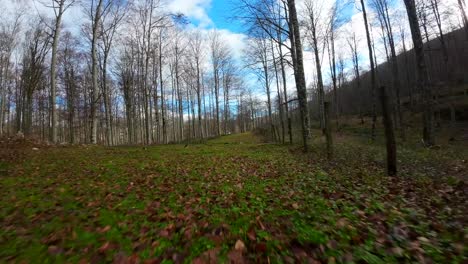 FPV-Drohnenaufnahmen-In-Einem-Waldgebiet-Im-Herbst,-Der-Boden-Ist-Voller-Trockener-Brauner-Blätter,-Die-Sich-Vom-Moos-Und-Der-Grünen-Vegetation-Abheben