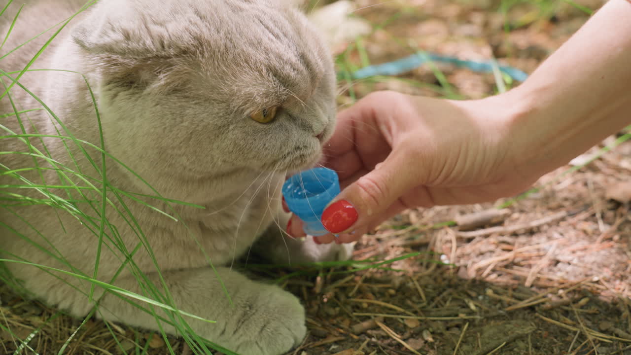 Caucasian Behaviorist Offering Treat Container To Curious Grey Cat, Investigative Sniffing And Gentle Hand Movements, Cat In Shaded Grass Showing Bright Amber Eyes, Behavioral Observation Moment