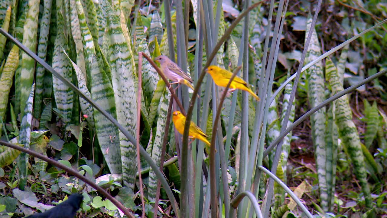 warblers amarillos posados entre las plantas de serpiente verde