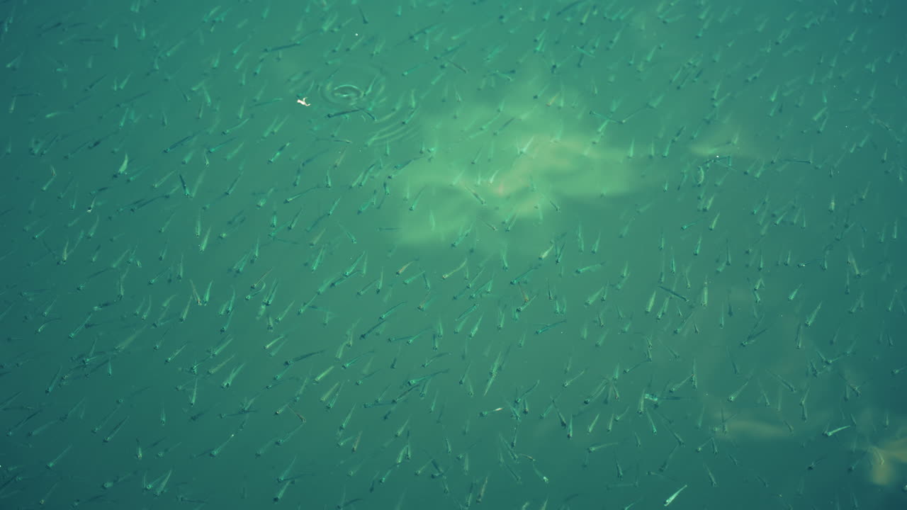 A school of small fish swimming near the water surface o the Mediterranean sea