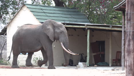 lone elephant bull with large tusks walks past house in small village