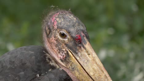 retrato aislado de primer plano de un feo macho de cigüeña marabú