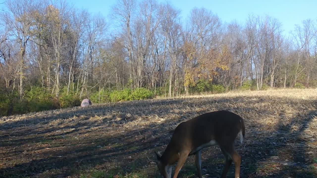 White Tail Deer Buck peacefully grazing along a harvested corn field in the Midwest in autumn; concepts of wild game management, wildlife and hunting