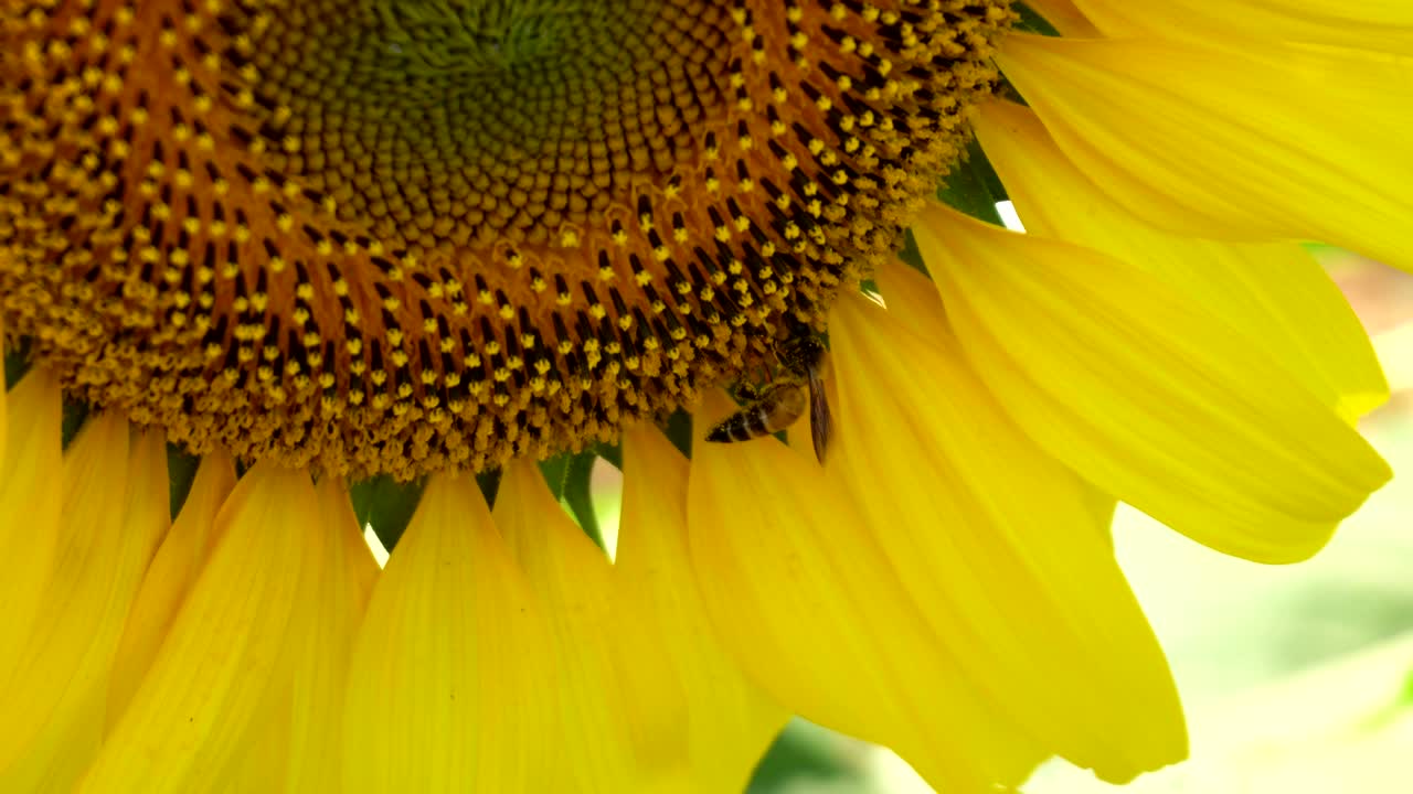 un primer plano de una abeja polinizando el girasol en verano.