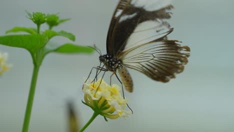 pretty butterfly in slowmotion collecting nectar of sweet flower in nature,macro - organic pollination process in wilderness