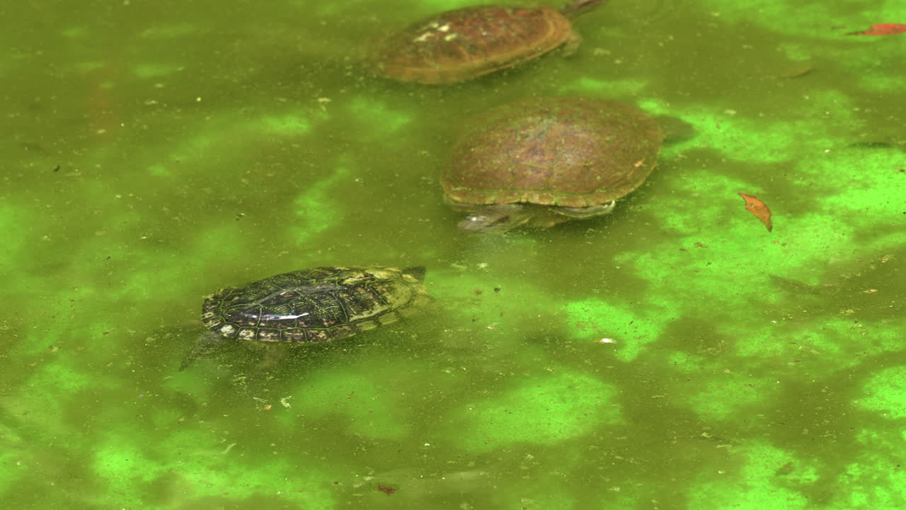 Close-up shot of turtles swimming around an algae filled pool in Puerto Plata