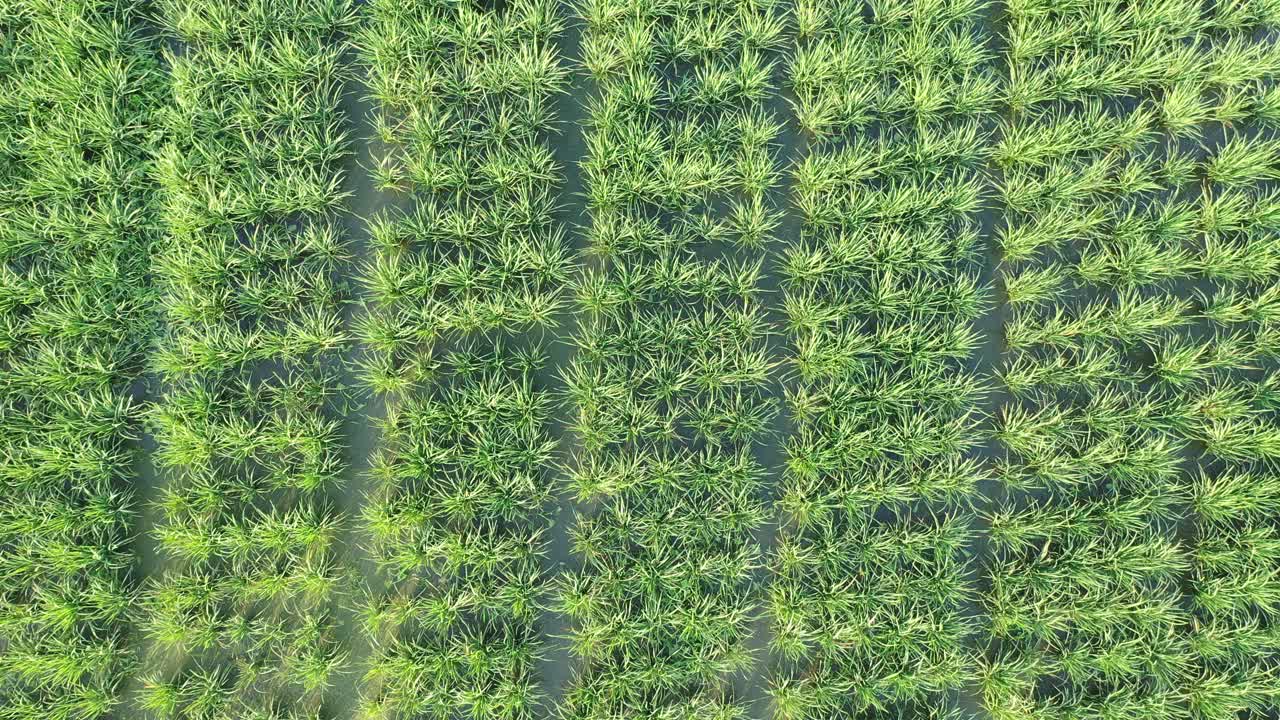 들 의 공중 에서 볼 수 있는 모습