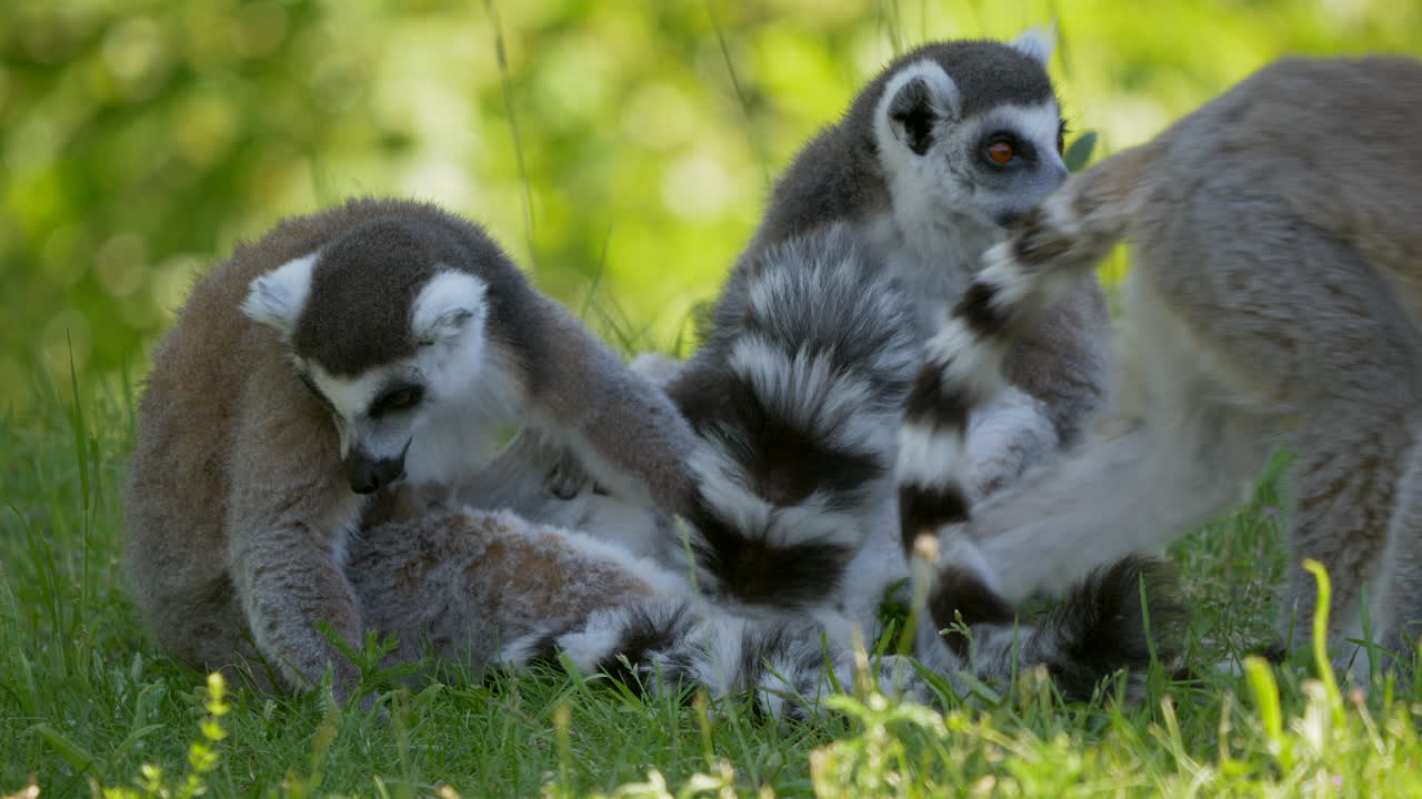 linda familia de lémures de cola anillada pastando en un campo de hierba verde temprano en la mañana y limpiando la cola, de cerca