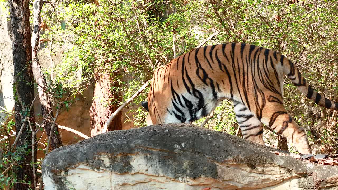 호랑이가 울창한 동물원 환경을 걸어가고 있습니다.