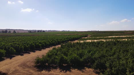 Toma-Panorámica-De-Drones-De-Bajo-Nivel,-Hileras-De-Manzanos-Que-Crecen-En-La-Granja,-Israel