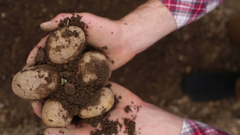 Nahaufnahme-Der-Kartoffeln,-Die-Geerntet-Werden