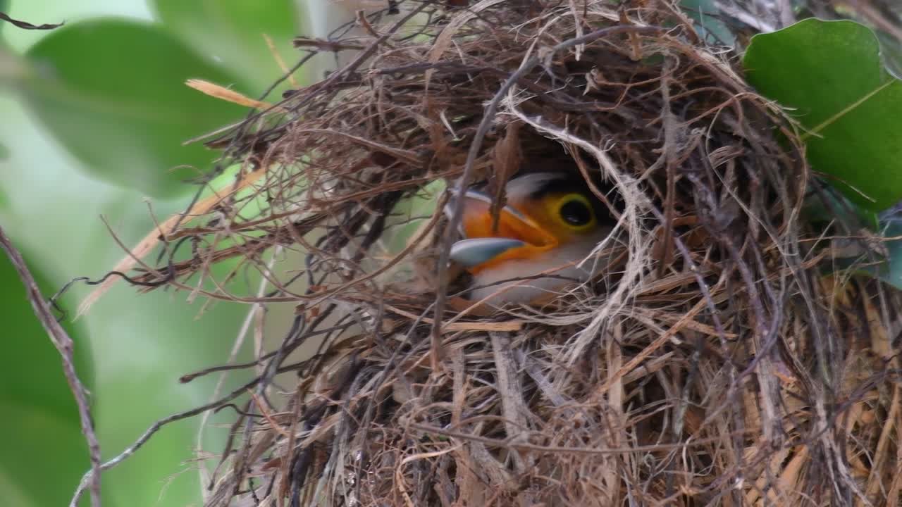 Il beccolargo dal petto argentato è un uccello famoso in Thailandia, sia a livello locale che internazionale.