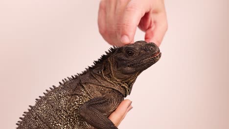 a hand gently pets a hydrosaurus lizard, showcasing calm interaction. soft lighting and close-up framing highlight the reptile's texture