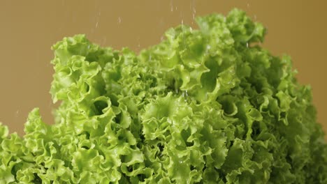 fresh lettuce under water spray