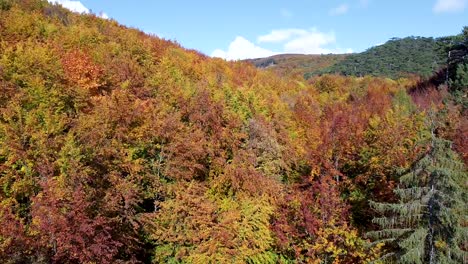 Schließen-Sie-Langsamen-Filmischen-Drohnenflug-über-Herbstwald-Und-Einen-Blauen-Himmel