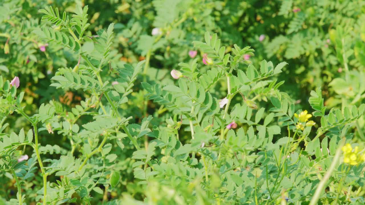 Sunlit chickpea plants with delicate pink flowers and green leaves growing densely in a farm field, creating rich natural texture and healthy crop growth