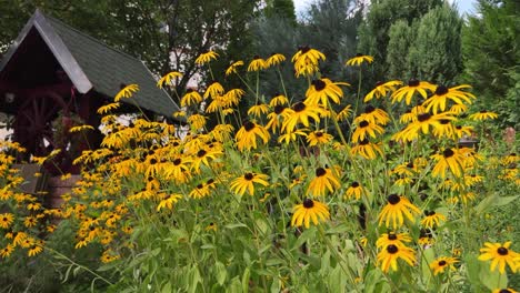 field of yellow coneflowers with a well in the background with green roof and bees flying around, sunset