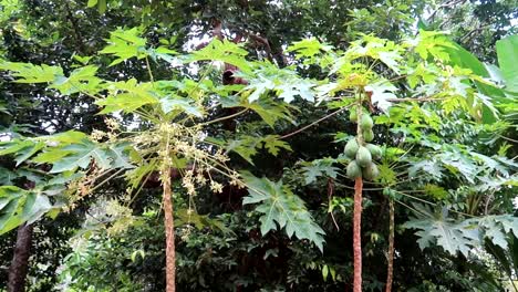 Panning-right-revealing-tall-tropical-trees-with-big-green-fruits-hanging-from-the-trunk