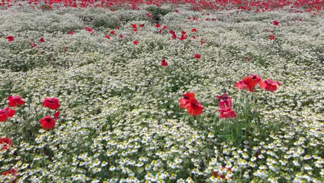 Atemberaubende-Bewegung-über-Einem-Feld-Aus-Weißen-Kamillenblüten-Mit-Leuchtend-Roten-Mohnblumen