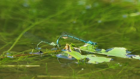 Libélula-Pegada-Una-A-La-Otra-En-Una-Hoja-Verde-En-El-Agua-En-Un-Día-Soleado