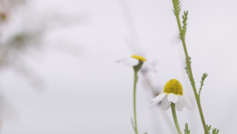 delicate daisies