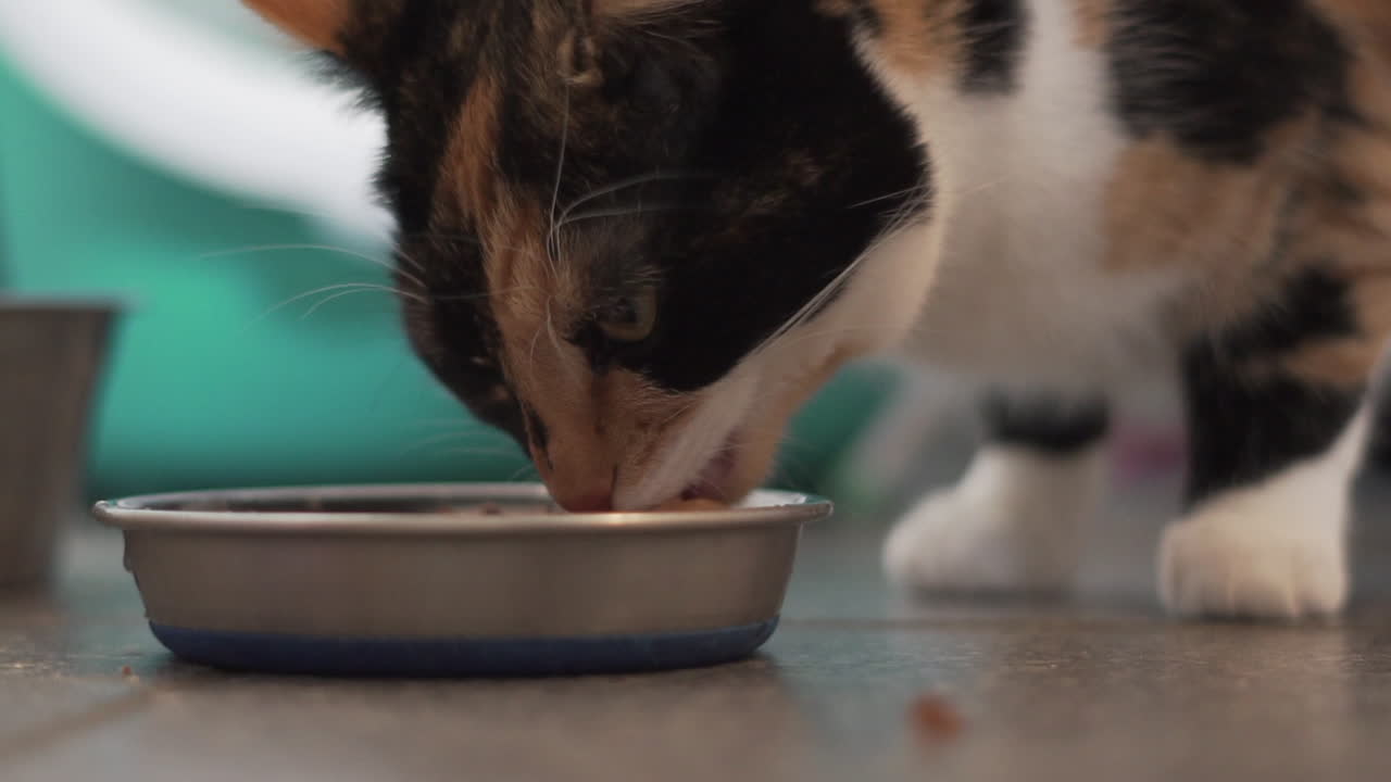 Zeitlupenvideo einer Katze, die ihr Abendessen frisst