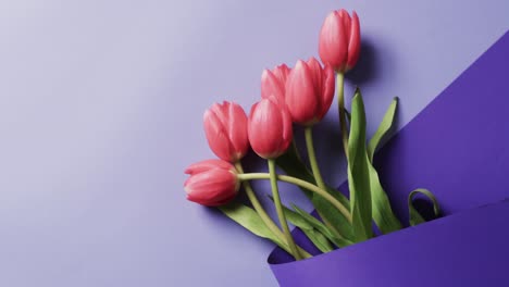 Video-Eines-Straußes-Roter-Tulpen-Mit-Kopierraum-Auf-Violettem-Hintergrund
