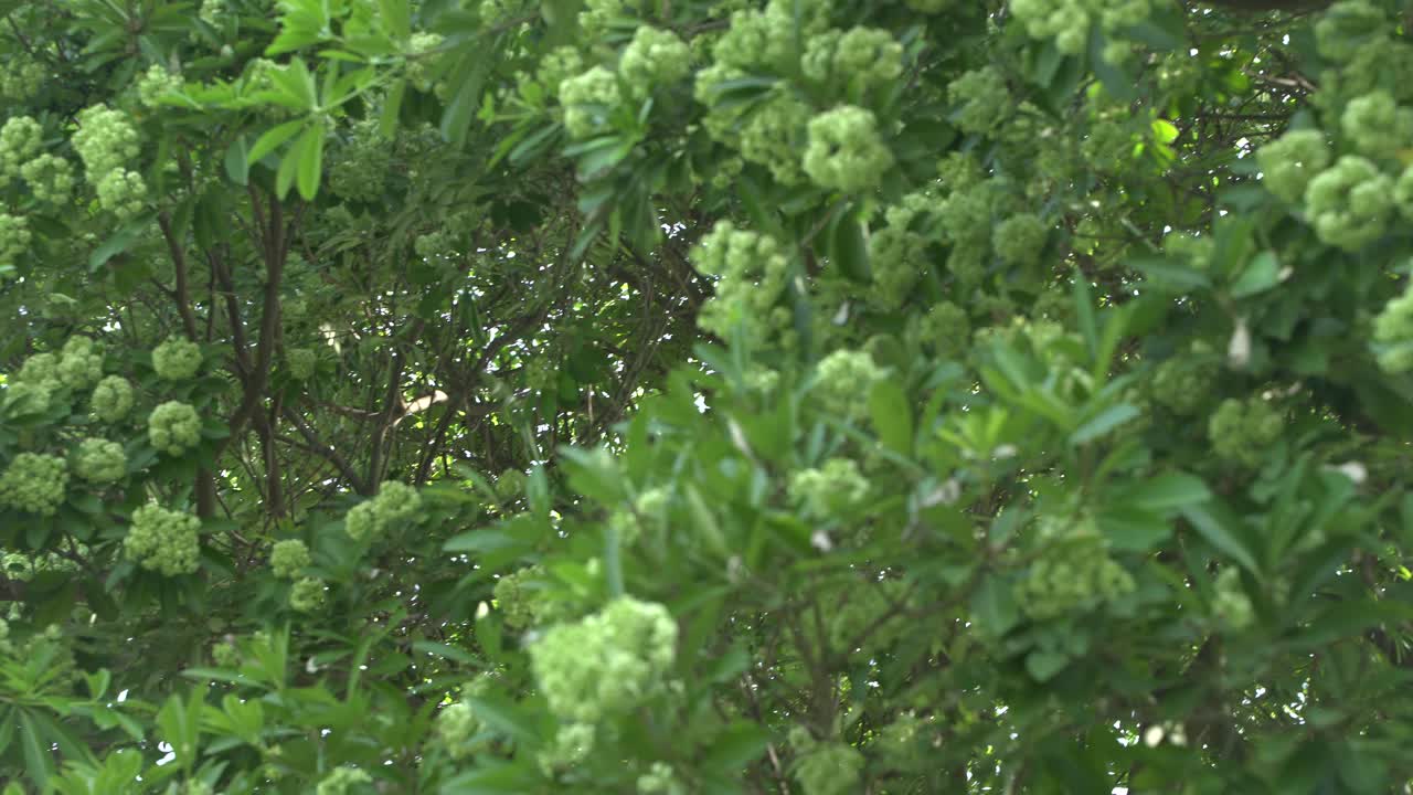 Hasana fiorisce in autunno e riempie l'intera area con il suo profumo