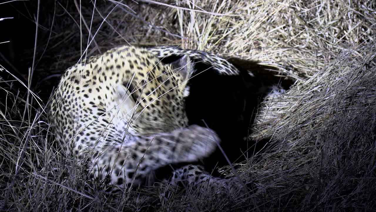 una leopardo acicalándose de noche bajo la brillante luz de un safari