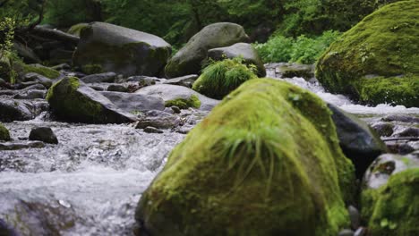 wild green nature of japan, pan across flowing stream and mossy rocks