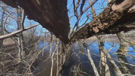 árboles-Cubiertos-De-Musgo-Sin-Hojas-Junto-Al-Río-En-Un-Soleado-Día-De-Primavera