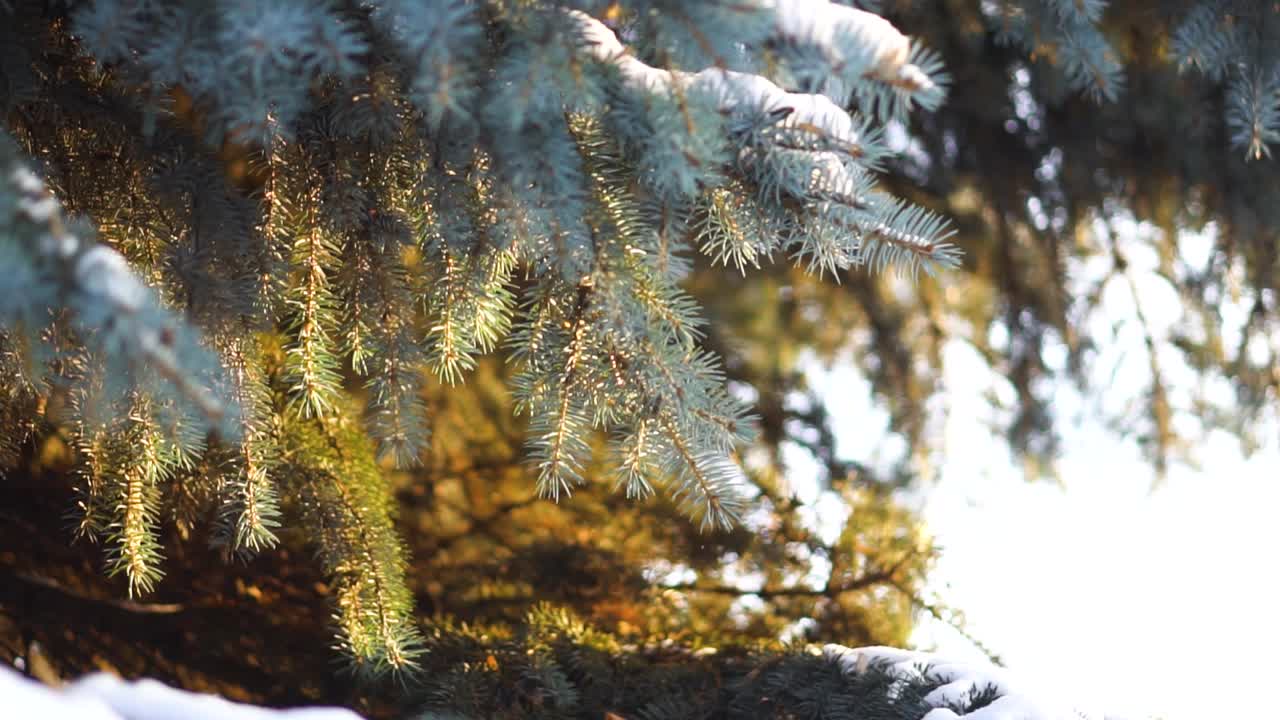 눈 인 파란색 소나무 가지