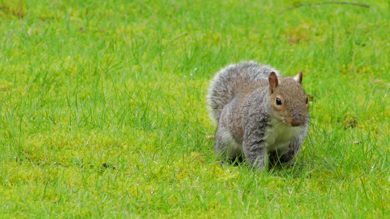 ardilla gris sobre hierba verde cavando y olfateando en busca de comida