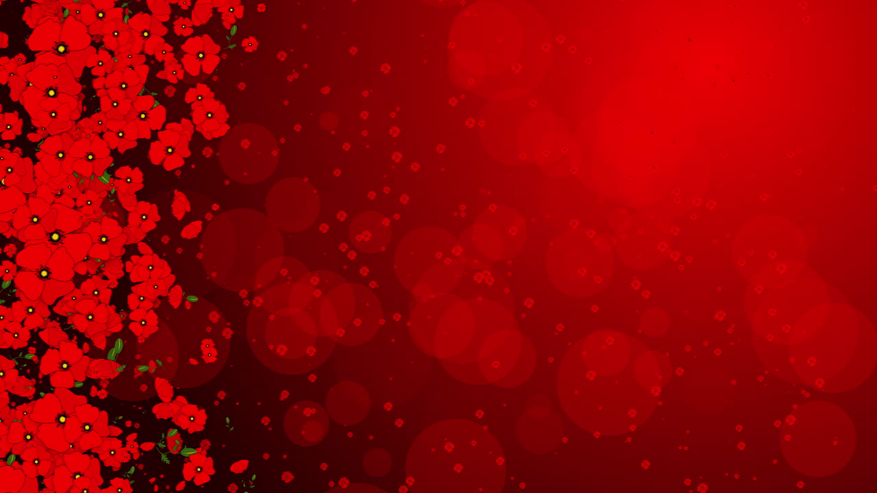 Red poppy flowers on abstract background with blurred bokeh. Rotating floral elements. Looped summer holiday animation.