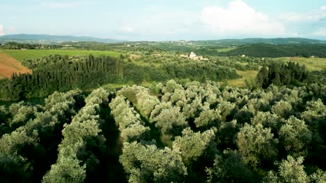 aerial drone tuscany olive grove