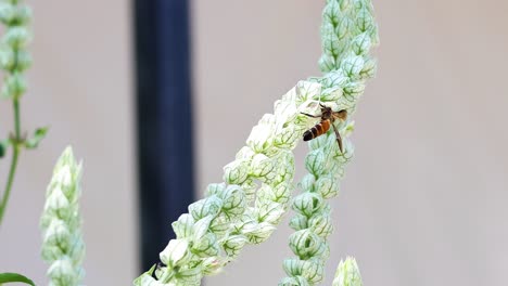 bee moves between flowers collecting pollen