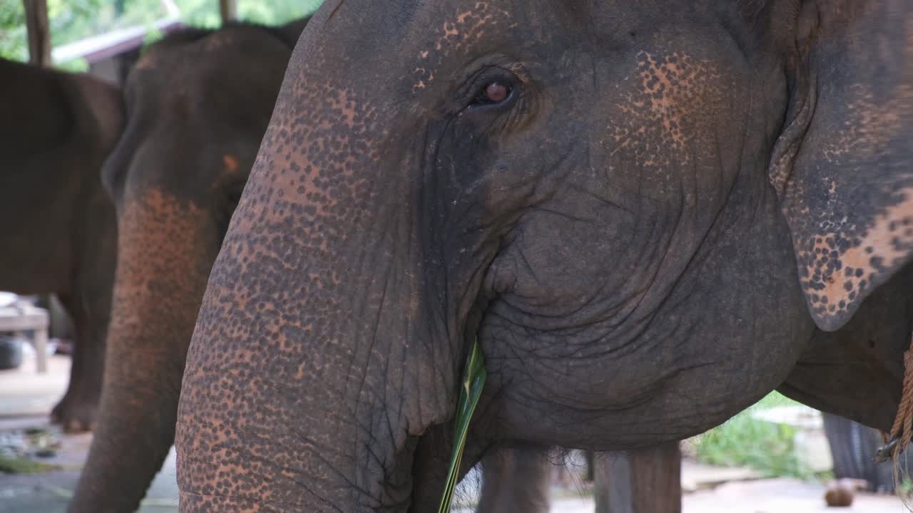 태국 코끼리는 코 창 섬의 코끼리 캠프에서 야자수 잎을 먹습니다.