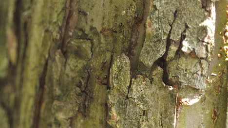 A-group-of-ants-busy-at-work-on-the-trunk-of-an-apple-tree-on-a-sunny,-spring-day