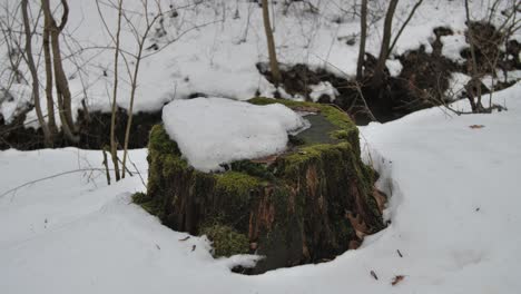 Un-Tronco-Cubierto-De-Musgo-Que-Emerge-De-La-Nieve