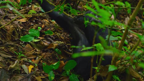 小大猩猩在野外喊叫父母