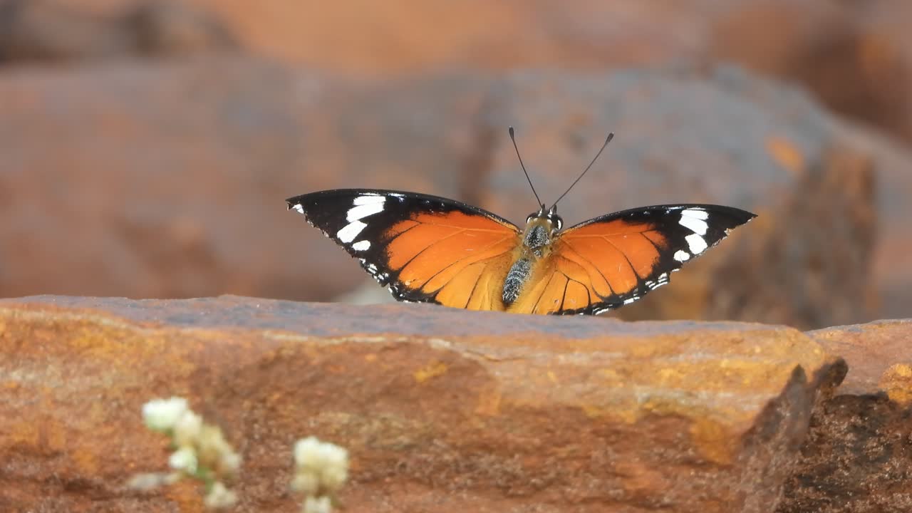 Ali di farfalla - roccia. Sfumatura bianca.