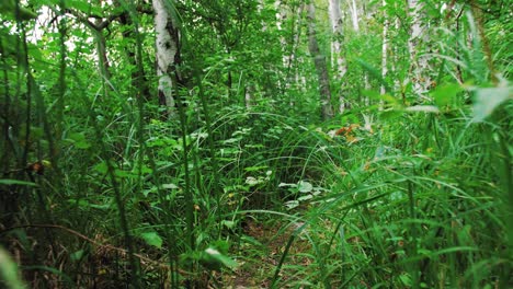 Kamera-Fließt-Durch-Die-Büsche-Im-Wald