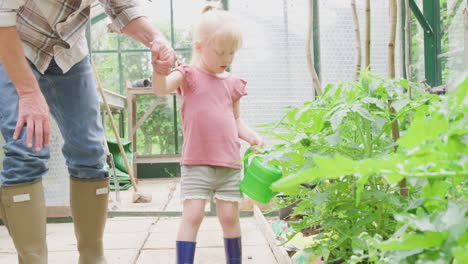 grandfather with granddaughter watering tomato plants in greenhouse with watering can together