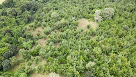 Natürliche-Waldschutzbaumabdeckung.-Drohnenansicht-Stadtbild