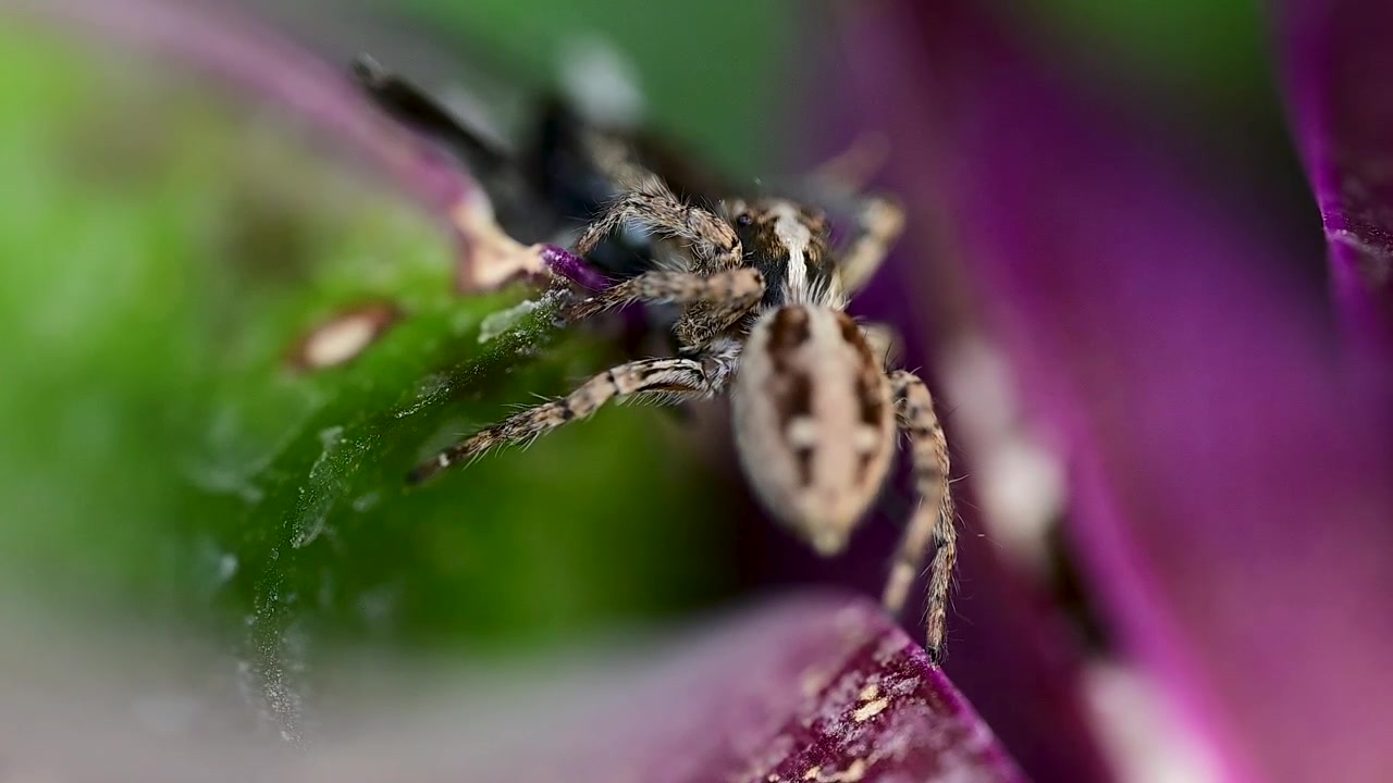 Small jumping spider captured with insect prey while perched on striking purple vegetation naturally