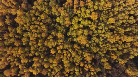 el dosel del bosque de otoño